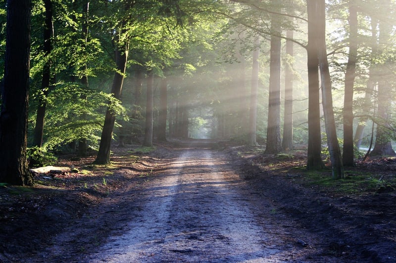 Woodland Clearing