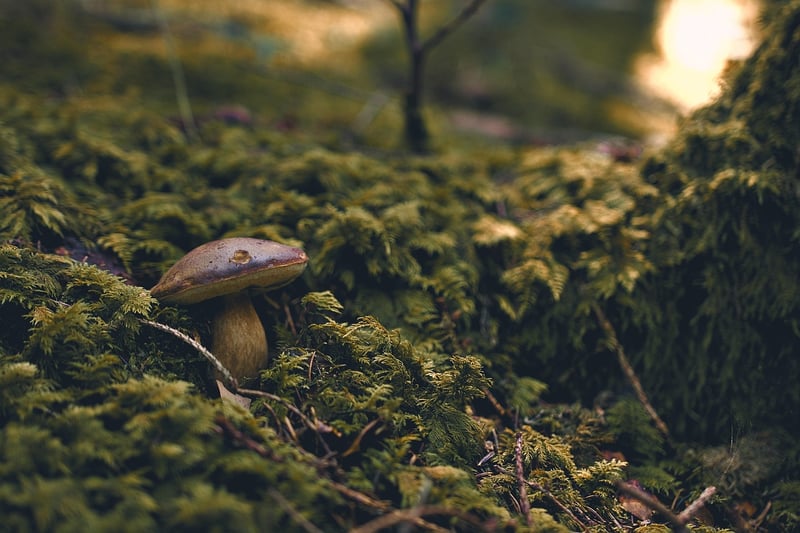 Hanging Mossy Garden